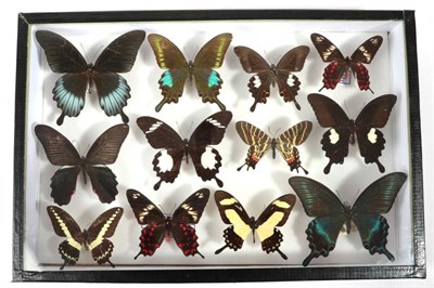 Lot 2112 - Entomology: A Glazed Display of World Butterflies, circa mid 1970's, a varied selection of...