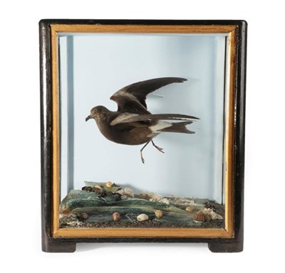 Lot 2119 - Taxidermy: A Victorian Cased Fork-Tailed Storm Petrel (Oceanodroma furcata), by James Hutchings, of