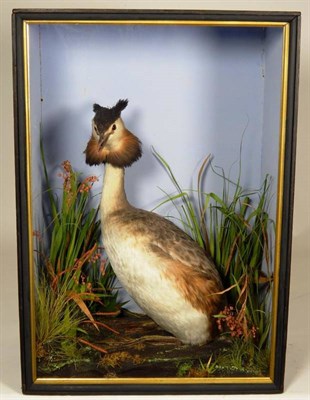 Lot 2121 - Taxidermy: A Cased Great Crested Grebe (Podiceps cristatus), by W. Lowne, Fuller's Hill...