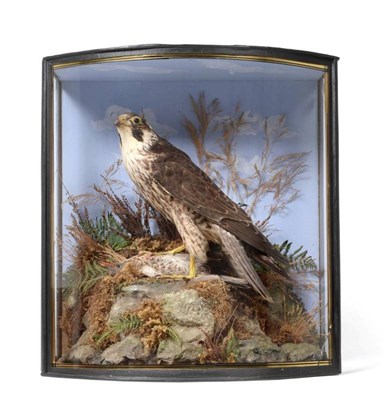 Lot 2123 - Taxidermy: A Cased Peregrine Falcon (Falco peregrinus), by John Cooper, 28 Radnor Street, St...
