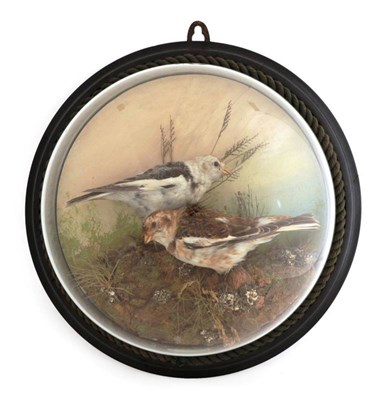 Lot 2124 - Taxidermy: A Victorian Domed Wall Case of a Pair of Snow Buntings (Plectrophenax nivalis),...