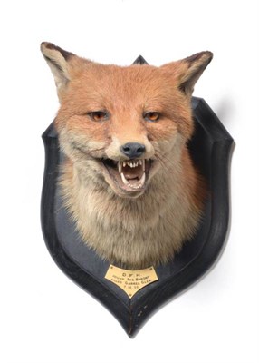Lot 2125 - Taxidermy: A Red Fox Mask (Vulpes vulpes), circa 07/12/1920, by Rowland Ward, 166 Piccadilly,...