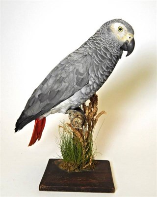 Lot 2126 - Taxidermy: A Late Victorian African Grey Parrot (Psittacus erithacus), by T.E. Gunn, 86 St...