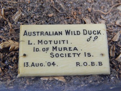 Lot 2127 - Taxidermy: An Edwardian Cased Pair of Australian Wild Duck, circa 1904, by Rowland Ward, 166...