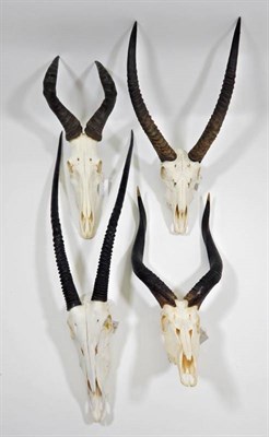 Lot 2128 - Antlers/Horns: A Selection of African Hunting Trophy Skulls, modern, a varied selection including 
