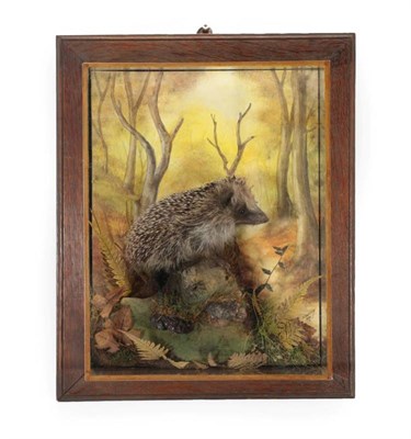 Lot 2132 - Taxidermy: A Wall Cased Juvenile Hedgehog (Erinaceus), circa 2015, by A.J. Armitstead,...