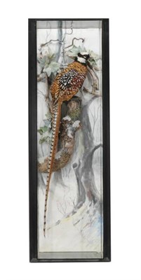 Lot 2133 - Taxidermy: A Wall Cased Reeves Pheasant (Syrmaticus reevesii), circa 2018, by A.J. Armitstead,...