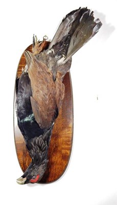 Lot 2134 - Taxidermy: A Hanging Capercaillie Game Bird (Tetrao urogallus) modern, by A.J. Armitstead,...