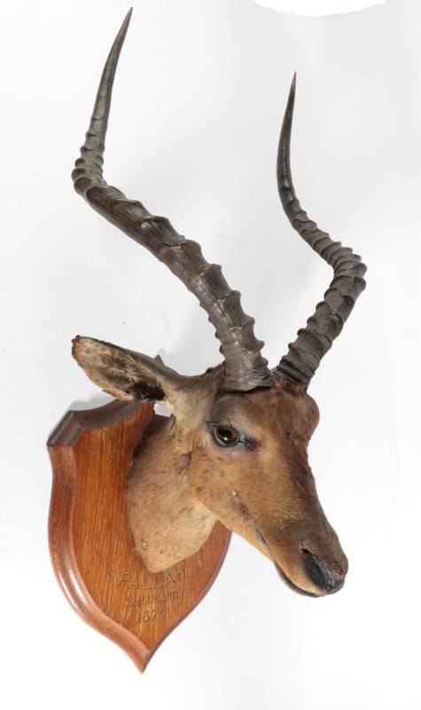 Lot 2136 - Taxidermy: An Early Example of a Common Impala (Aepyceros melampus), circa 1872, by Rowland...