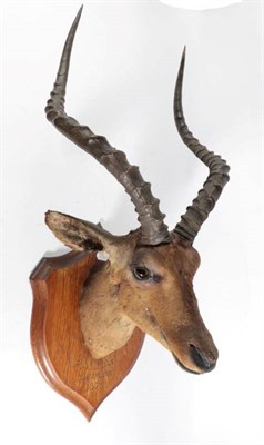 Lot 2136 - Taxidermy: An Early Example of a Common Impala (Aepyceros melampus), circa 1872, by Rowland...