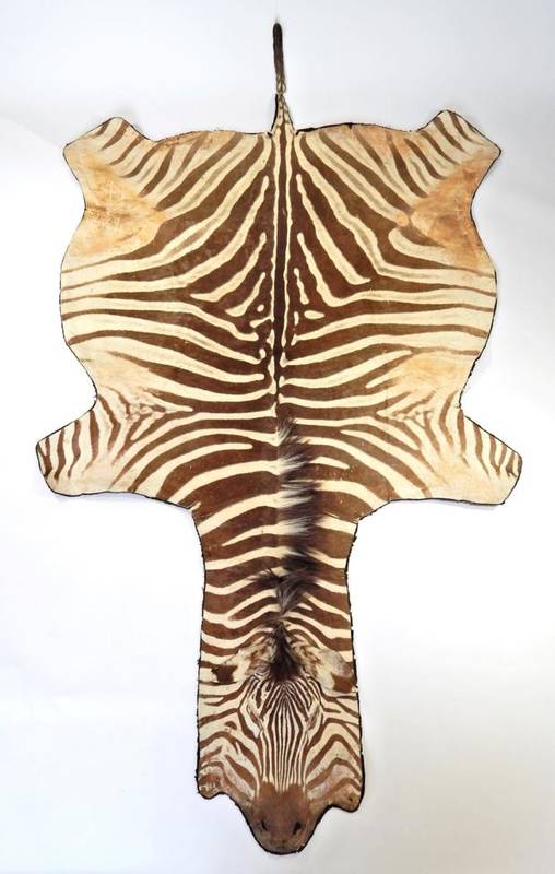 Lot 2137 - Taxidermy: Burchell's Zebra Skin (Equus quagga), circa 1960, flat skin rug, with flat head,...