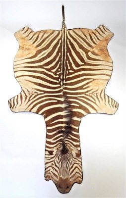Lot 2137 - Taxidermy: Burchell's Zebra Skin (Equus quagga), circa 1960, flat skin rug, with flat head,...