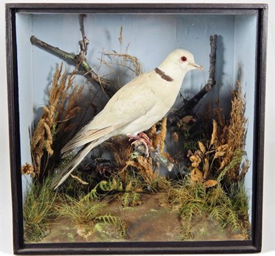 Lot 2138 - Taxidermy: A Victorian Cased Eurasian Collared Dove (Streptopelia decaocto), by T.E. Gunn, 88...