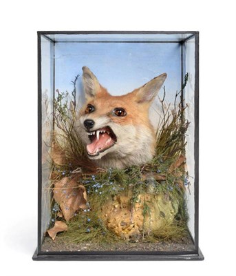 Lot 2139 - Taxidermy: A Victorian Cased Red Fox Head Mount (Vulpes vulpes), by James Gardner, 29, Late...