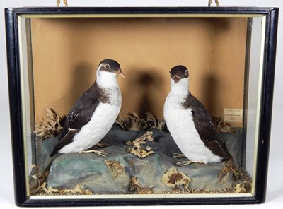 Lot 2140 - Taxidermy: An Edwardian Cased Pair of Little Auks (Alle alle), circa 1901, by E.C. Saunders,...
