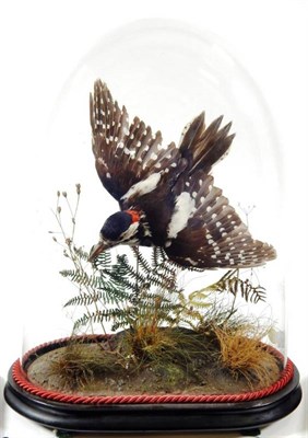 Lot 2141 - Taxidermy: A Late Victorian Great Spotted Woodpecker (Dendrocopos major), 1852-1952, by Pratt &...