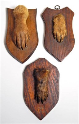 Lot 2142 - Taxidermy: Antique Eurasian Otter Paws (Lutra lutra), circa early 20th century, six various...