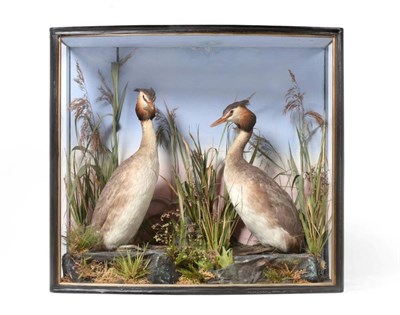 Lot 2143 - Taxidermy: A Late Victorian Cased Pair of Great Crested Grebes (Podiceps cristatus), circa...