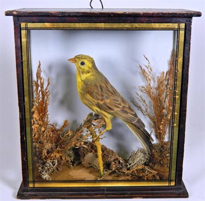 Lot 2146 - Taxidermy: A Victorian Cased Yellowhammer (Emberiza citrinella), full mount perched upon a...
