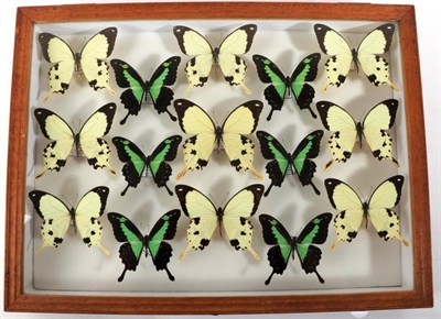 Lot 2148 - Entomology: A Glazed Display of African Butterflies, circa 21st century, a glazed display of...