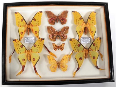 Lot 2149 - Lepidopterology: A Large Glazed Case of Moths, circa 2004, Madagascar, a large glazed display...