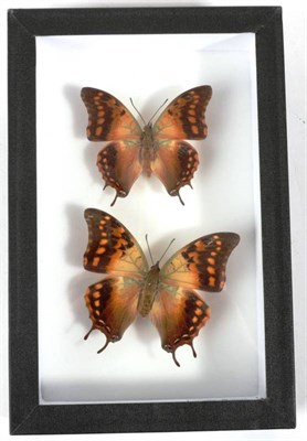 Lot 2149 - Lepidopterology: A Large Glazed Case of Moths, circa 2004, Madagascar, a large glazed display...