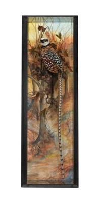 Lot 2153 - Taxidermy: A Wall Cased Reeves Pheasant (Syrmaticus reevesii), circa 2019, by A.J. Armitstead,...