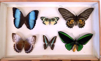 Lot 2154 - Entomology: A Late 19th/Early 20th Century Specimen Chest Containing a Varied Collection of...