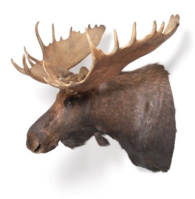 Lot 2155 - Taxidermy: Large North American Moose (Alces alces), modern, large bull shoulder mount looking...