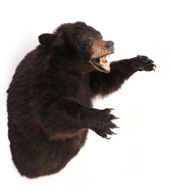 Lot 2157 - Taxidermy: A North American Black Bear Half Mount (Ursus americanus), circa 1995, by Joe's...