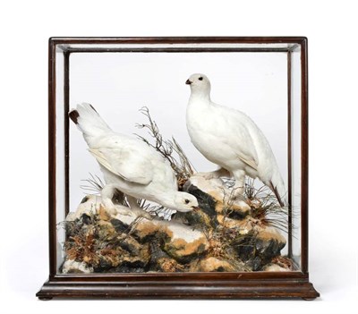 Lot 2159 - Taxidermy: A Victorian Cased Pair of Rock Ptarmigan (Lagopus mutus), by John Shaw, 6 Wyle Cop,...