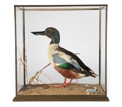 Lot 2160 - Taxidermy: A Cased Northern Shoveler Duck (Anas clypeata), circa 1920-1930, by Rowland Ward,...