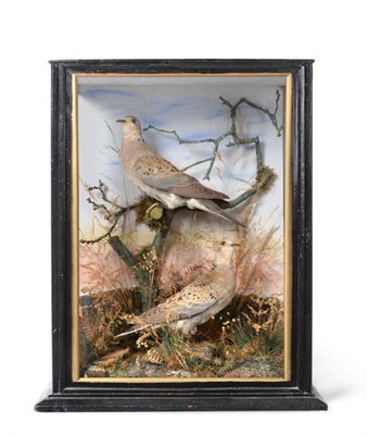 Lot 2162 - Taxidermy: A Cased Pair of Turtle Doves (Streptopelia turtur), by Thomas Turner, of...