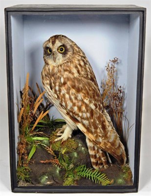 Lot 2163 - Taxidermy: A Victorian Cased Short-Eared Owl (Asio flammeus), by T.E. Gunn, 86 St Giles Street,...