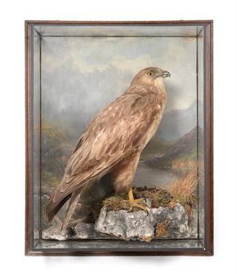 Lot 2164 - Taxidermy: A Late Victorian Cased Common Buzzard (Buteo buteo), by Henry Murray & Son,...