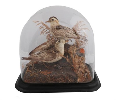 Lot 2167 - Taxidermy: A Pair of Female Eurasian Dotterel (Charadrius morinellus), a pair of female full...