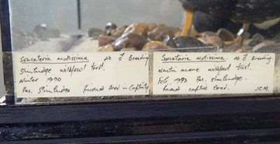 Lot 2171 - Taxidermy: A Cased Diorama of King Eider Ducks (Somateria spectabilis), circa 1999, by JCM, a...
