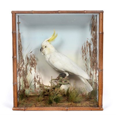 Lot 2172 - Taxidermy: A Victorian Bamboo Cased Sulphur-Crested Cockatoo (Cacatua galerita), by H.N....