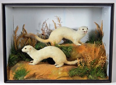Lot 2174 - Taxidermy: A Victorian Cased Pair of Ermine (Mustela erminea), by T.E. Gunn, 86 St Giles...