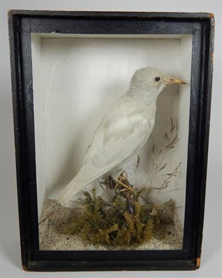 Lot 2175 - Taxidermy: A Victorian Cased Rare White Starling (Sturnus vulgaris), circa 1880-1900, by Samuel...