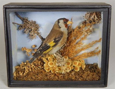 Lot 2177 - Taxidermy: A Cased Common Redstart and a Cased Goldfinch, by John Cooper, 28 Radnor Street, St...