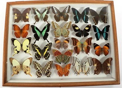 Lot 2178 - Entomology: A Glazed of Display of Various World Butterflies, circa 21st century, a glazed...