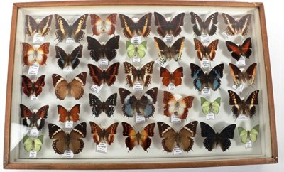 Lot 2179 - Entomology: A Large Glazed of Display of African Butterflies, various dates, a large glazed display