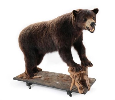 Lot 2180 - Taxidermy: A North American Black Bear Full Mount (Ursus americanus), circa 1995, by Joe's...