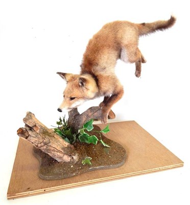 Lot 2182 - Taxidermy: Red Fox Cub (Vulpes vulpes), circa 20th century, full mount in leaping pose, with...