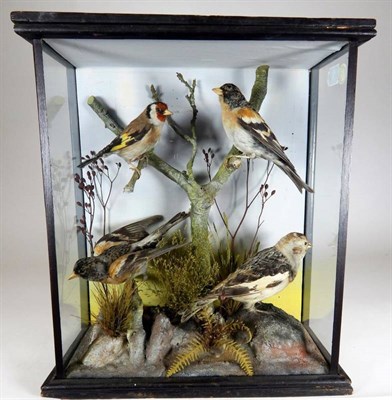 Lot 2185 - Taxidermy: A Victorian Cased Diorama of British Garden Birds, circa 1880-1900, a diorama of British