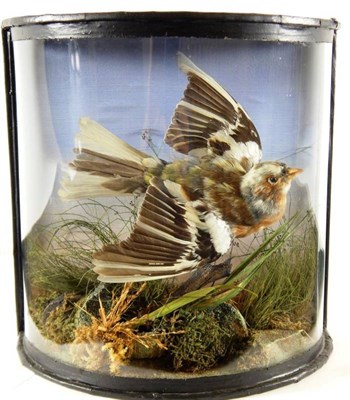 Lot 2186 - Taxidermy: A Victorian Cased Pied Chaffinch (Fringilla coelebs), by James Gardner, 29, Late 426...