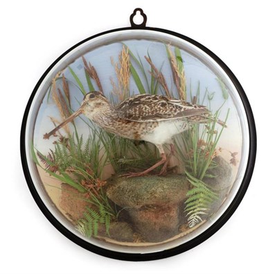 Lot 2188 - Taxidermy: A Common Snipe (Gallinago gallinago), a full mount in crouched pose, stood upon a...