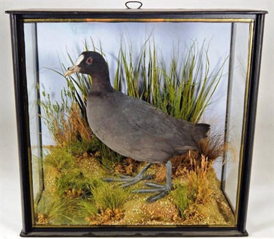 Lot 2189 - Taxidermy: A Cased Eurasian Coot (Fulica atra), by John Cooper & Sons, 28 Radnor Street, St Luke's