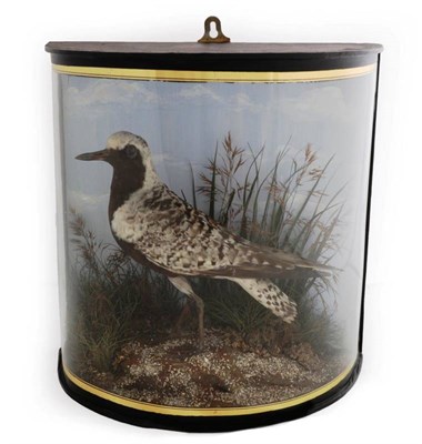 Lot 2191 - Taxidermy: A Late Victorian Cased European Golden Plover (Pluvialis apricaria), by John Cooper,...